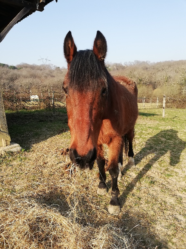 Cheval A Donner Poney A Donner Cheval A Vendre 64